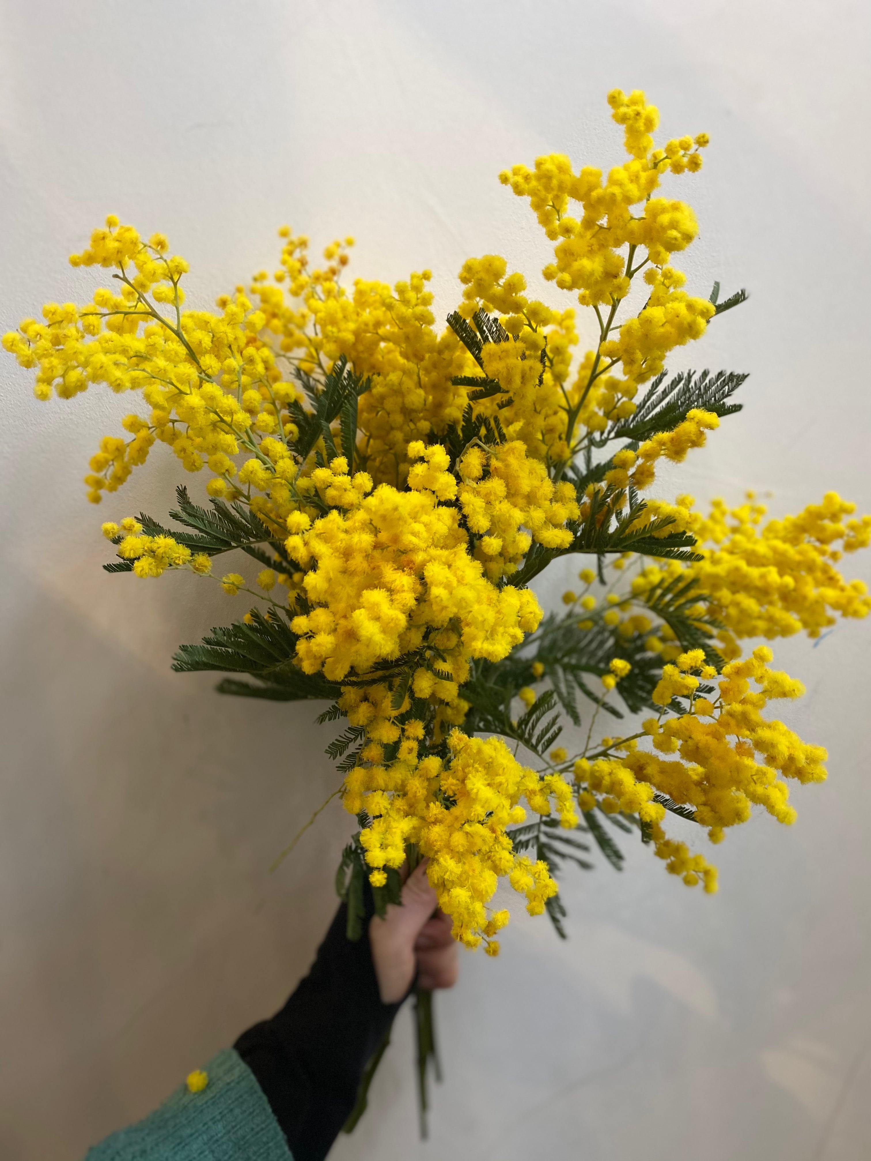 Mimosa Bouquet